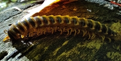 Apheloriini
