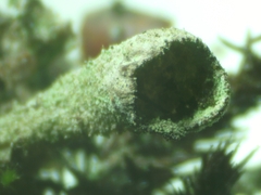 Cladonia chlorophaea