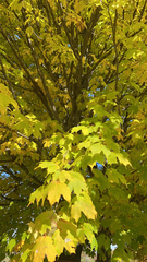 Acer saccharum