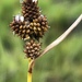 Closed-headed Sedge - Photo (c) Samuel Brinker, some rights reserved (CC BY-NC), uploaded by Samuel Brinker
