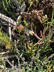Salicornia pacifica