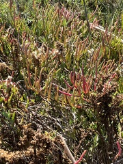 Salicornia pacifica