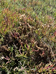 Salicornia pacifica