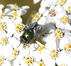 Neomyia