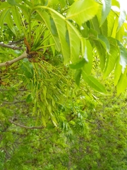 Fraxinus excelsior