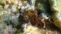 Scorpaena maderensis