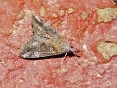 Hypena laceratalis