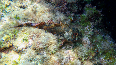 Scorpaena maderensis