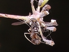 Paragus
