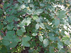 Ceanothus sanguineus