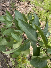 Cestrum aurantiacum