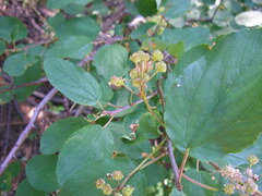 Ceanothus sanguineus