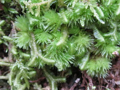 Leucobryum glaucum