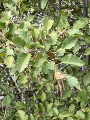 Alnus