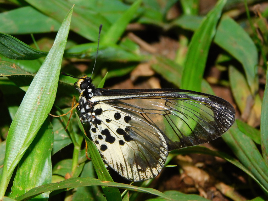 Acraea semivitrea