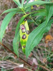 Botryosphaeria dothidea