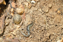 Ambystoma laterale