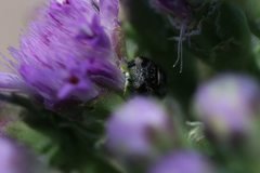 Phidippus regius