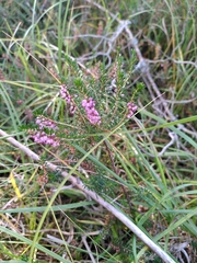 Erica vagans