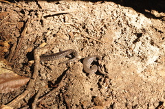 Ambystoma laterale
