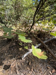 Vitis californica