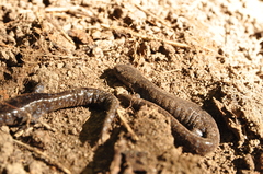 Ambystoma laterale