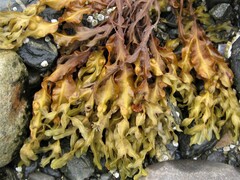 Fucus spiralis