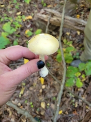 Stropharia ambigua