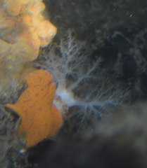 Eupentacta quinquesemita