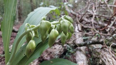 Catasetum integerrimum