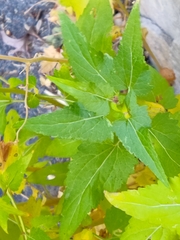 Brickellia grandiflora