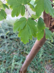 Acer griseum
