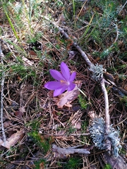 Crocus nudiflorus