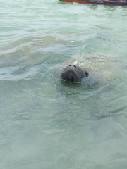 Trichechus manatus