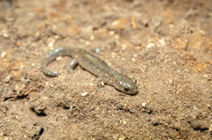 Ambystoma laterale