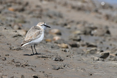 Charadrius marginatus