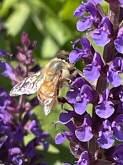 Apis mellifera