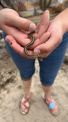 Thamnophis elegans elegans