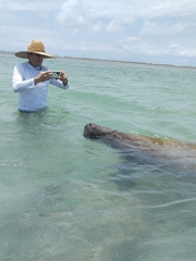 Trichechus manatus