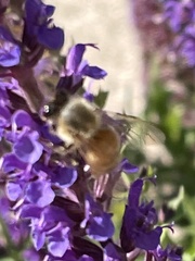 Apis mellifera