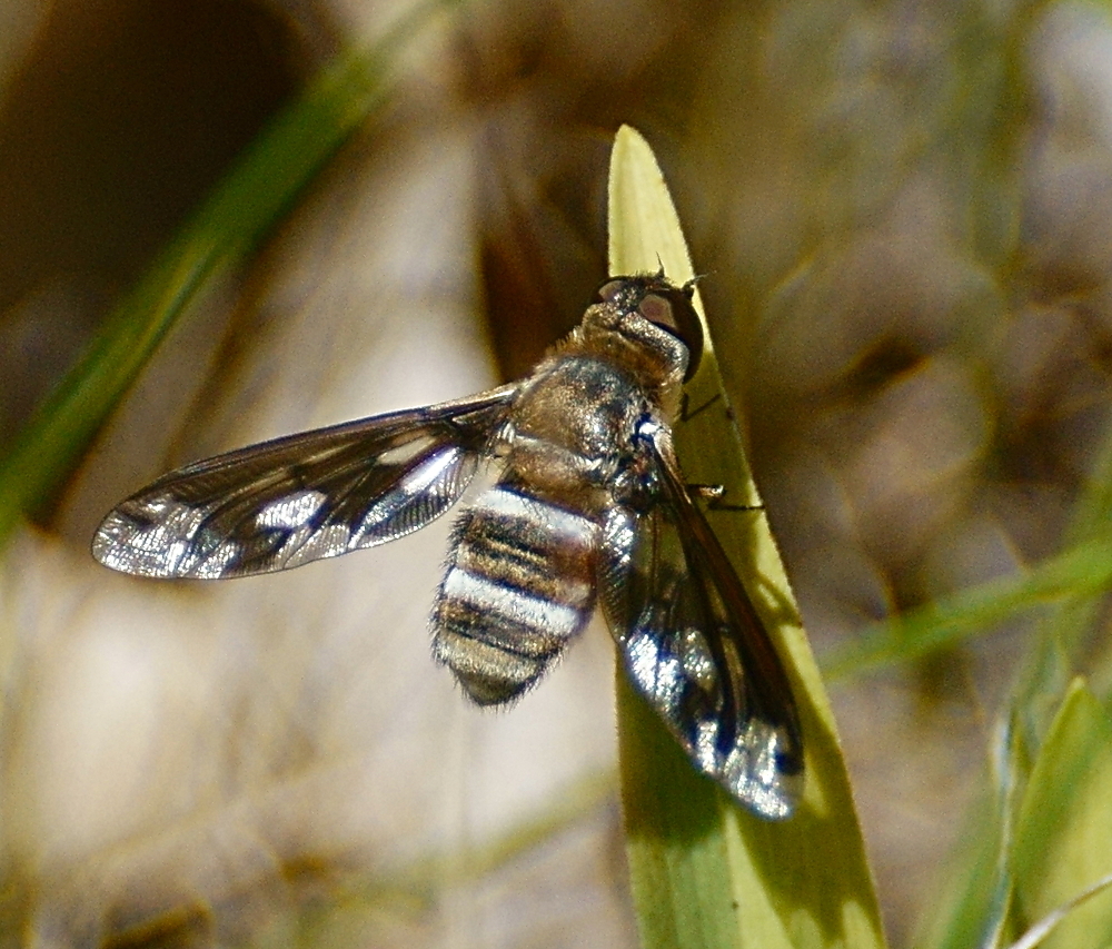 Band-winged Bee Fly