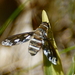 Exoprosopa fascipennis - Photo (c) psweet, algunos derechos reservados (CC BY-SA)