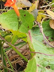 Ipomoea coccinea