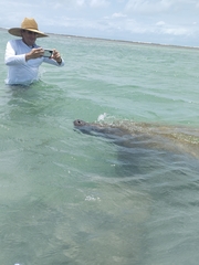 Trichechus manatus