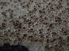 Ionaspis lacustris