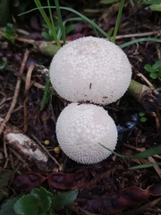 Lycoperdon perlatum