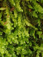 Hygrohypnella ochracea