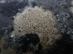 Ionaspis lacustris