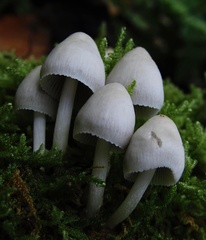 Mycena niveipes