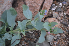 Mertensia maritima